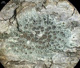 Lecanora chlarotera image