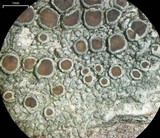 Lecanora chlarotera image