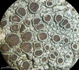 Lecanora chlarotera image