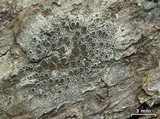 Lecanora chlarotera image
