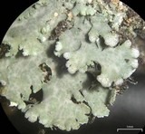 Physconia perisidiosa image