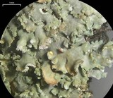 Physconia perisidiosa image