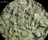 Physconia perisidiosa image