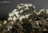 Physconia perisidiosa image