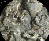 Physconia perisidiosa image