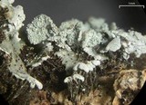 Physconia perisidiosa image