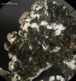 Physconia perisidiosa image