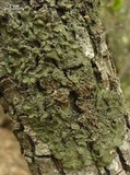 Melanelia subolivacea image