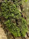 Melanelia subolivacea image