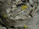 Candelariella vitellina image