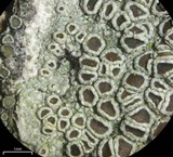 Lecanora subrugosa image