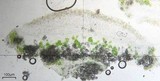 Lecanora subrugosa image