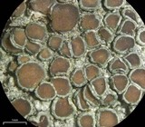 Lecanora hybocarpa image