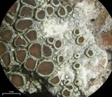 Lecanora hybocarpa image