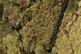 Hypocenomyce scalaris image