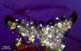 Lecanora hybocarpa image
