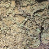 Hypocenomyce scalaris image