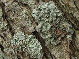 Parmelina coleae image