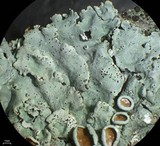 Parmelina coleae image