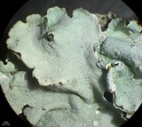 Parmelina coleae image
