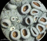 Parmelina coleae image