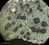 Lecidella euphorea image