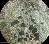 Lecidella euphorea image