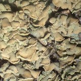 Hypocenomyce scalaris image