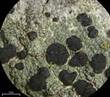 Lecidella euphorea image