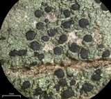 Lecidella euphorea image