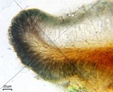 Lecidella euphorea image