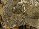 Aspicilia confusa image