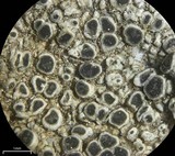 Aspicilia confusa image