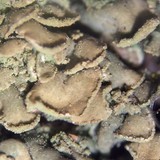 Hypocenomyce scalaris image