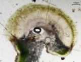 Aspicilia confusa image