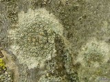 Lecanora chlarotera image