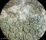 Lecanora chlarotera image