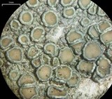 Lecanora chlarotera image