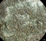 Lecanora subrugosa image
