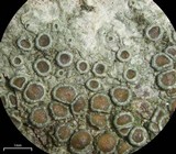 Lecanora subrugosa image