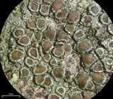 Lecanora subrugosa image