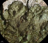Melanelixia californica image
