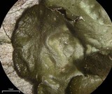 Melanelixia californica image