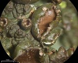 Melanelixia californica image