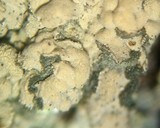 Trapeliopsis glaucopholis image
