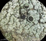 Rinodina bolanderi image