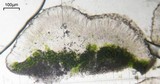 Lecanora pacifica image