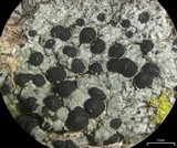 Buellia triseptata image
