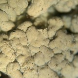 Trapeliopsis glaucopholis image