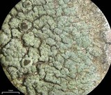 Rinodina endospora image